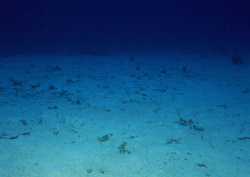 Datacraft Sozaijiten - 035 Corals and Marine Creatures (200xHQ) 07CqQEuN