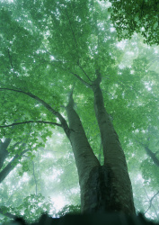 Datacraft Sozaijiten - 134 Forests & Light Falling Through Trees (200xHQ) 3ay4ZAkI