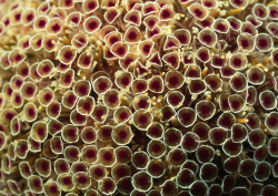 Datacraft Sozaijiten - 035 Corals and Marine Creatures (200xHQ) 6SIqE1RE