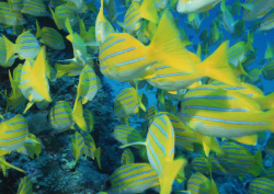 Datacraft Sozaijiten - 035 Corals and Marine Creatures (200xHQ) 8BQBIKW1