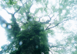 Datacraft Sozaijiten - 134 Forests & Light Falling Through Trees (200xHQ) 8IWAugSX