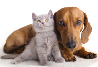 Кошки и собаки на белом фоне (Cat, dog) ADIqGcZF