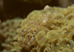 Datacraft Sozaijiten - 035 Corals and Marine Creatures (200xHQ) CdWmbwUB