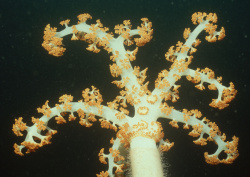 Datacraft Sozaijiten - 035 Corals and Marine Creatures (200xHQ) FxZQkGhI