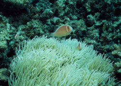 Datacraft Sozaijiten - 035 Corals and Marine Creatures (200xHQ) G32X6v1m