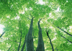 Datacraft Sozaijiten - 134 Forests & Light Falling Through Trees (200xHQ) HYDxV6gW