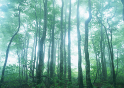 Datacraft Sozaijiten - 134 Forests & Light Falling Through Trees (200xHQ) PRvsCuPD