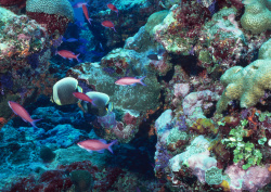 Datacraft Sozaijiten - 035 Corals and Marine Creatures (200xHQ) XFjnWdrM