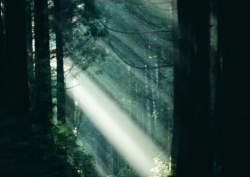 Datacraft Sozaijiten - 134 Forests & Light Falling Through Trees (200xHQ) BlQqOehw