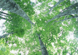 Datacraft Sozaijiten - 134 Forests & Light Falling Through Trees (200xHQ) N8Bjj6Bt