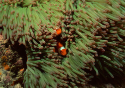 Datacraft Sozaijiten - 035 Corals and Marine Creatures (200xHQ) NuRfDq8P
