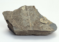 Datacraft Sozaijiten - 011 Fossils (200xHQ) NuoTZUU6