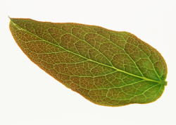 Datacraft Sozaijiten - 013 Leaves and Leaf Veins (200xHQ) QCVXzU19