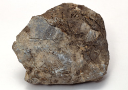 Datacraft Sozaijiten - 011 Fossils (200xHQ) U9xsgEYl