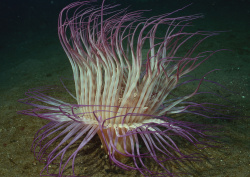 Datacraft Sozaijiten - 035 Corals and Marine Creatures (200xHQ) YaZpRLlj